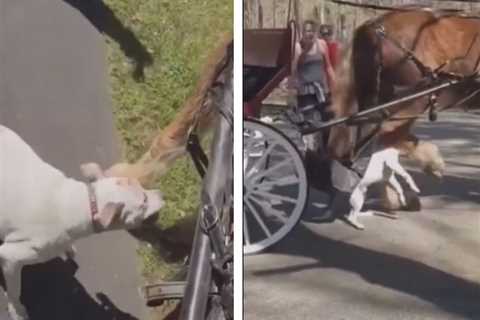 Carriage Driver Trampled as Pit Bull Attacks Horse in Wild Video