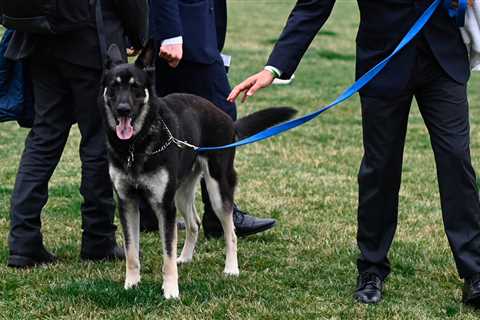 Major, one of Biden’s German shepherds, will be sent away for training after biting incidents.