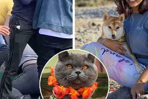 Instagram Star Cat is Killed in Horror Daylight Attack on Owner in NYC Park