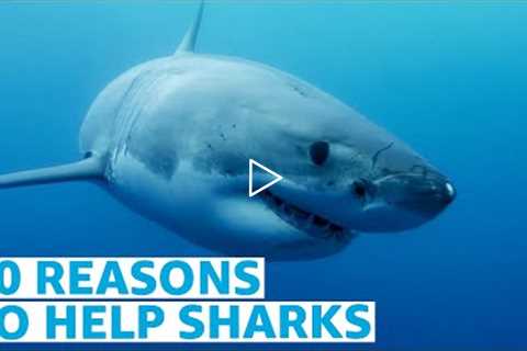Ten Reasons Sharks Need Us Now More Than Ever | Prime Video