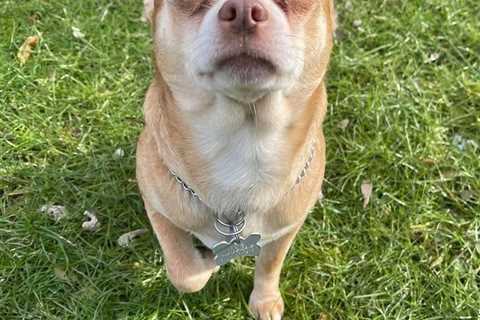 Prancer, the 'Demonic' Chihuahua, Has Found His Fur-ever Home