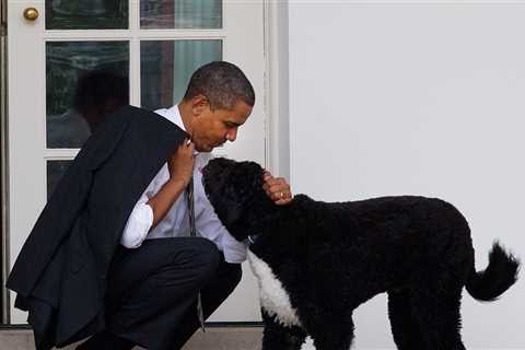 Bo, the Obamas’ Portuguese Water Dog, Dies