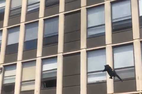 Cat Jumps 5 Stories Out of Burning Building, Walks Off Like a Boss