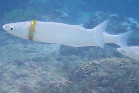Snorkeler Finds Fish Wearing Man's Lost Wedding Ring