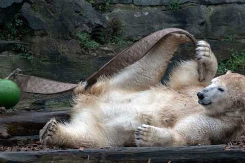 Shock as Berlin zoo reveals beloved polar bear's parents are siblings