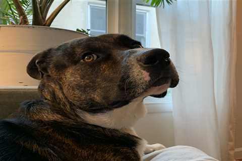 An Open Letter To My Dog Who Won’t Stop Licking Himself