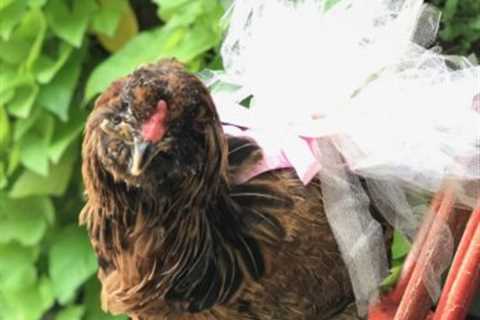 The Cross Beak Chronicles: Helen’s Story…