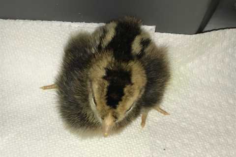 Can baby chicks get too much chick grit?