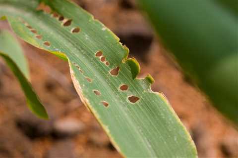 How to Get Rid of Armyworms in Your Yard