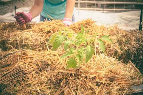 What to Know About Hay Bale Gardening