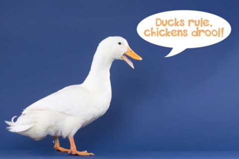 Want eggs? 8 reasons to consider ducks.