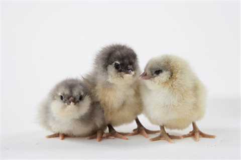 7 Baby Chick Care Mistakes to Avoid