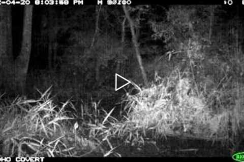 A look at what moved in front of our trail camera: see for yourself