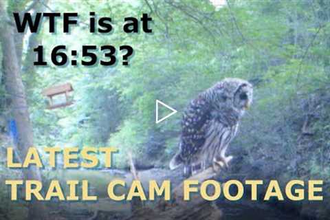 Hawks, Owls, Snakes - Oh-My! Latest trail cam footage from OldCootCamping in Central Texas