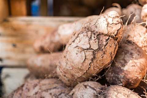 Yam Care – How To Grow And Harvest Yam