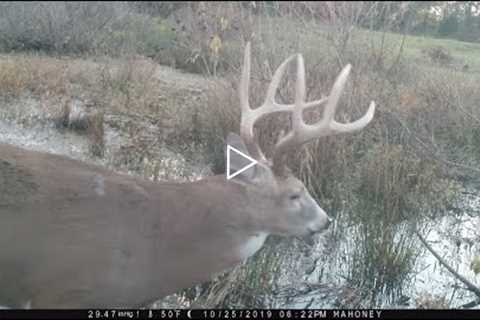 AWESOME Trail Cam VIDEO Compilation