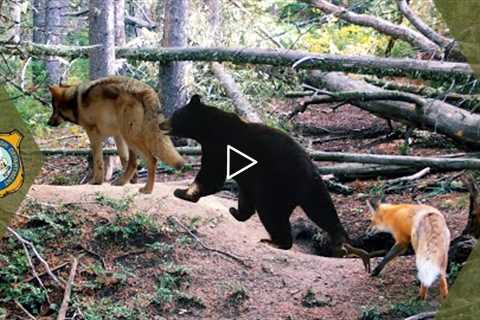 Wyoming Trail Cam Footage - Video Compilation