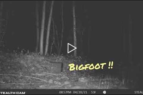 Trail cam captures Bigfoot ??
