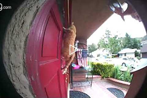 Ring Video Doorbell 2 Most Viewed Videos of 2018