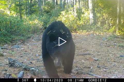 2020 Trail Cam Videos- 6 months on a trail
