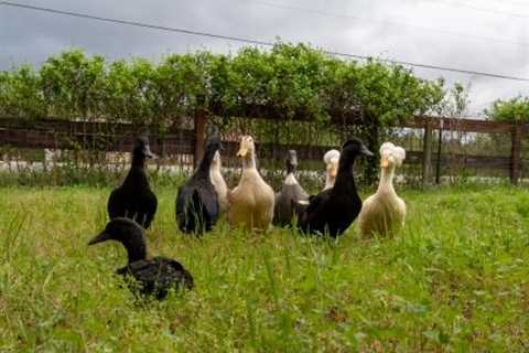 Jules – The Special Duck