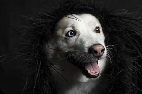How to choose the best pet photographer for you