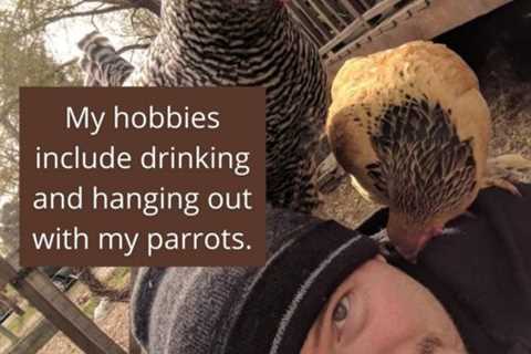 Chicken Pirates: what’s up with those shoulder birds?