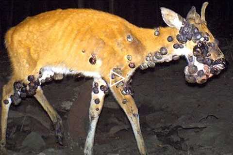Weirdest Things Ever Caught On Trail Cams