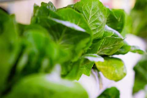 The Best Hydroponic Garden Kits