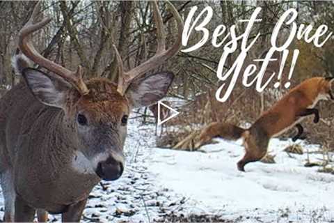 Best One Yet!!! Trail Cam Compilation #4