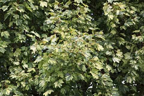Tree Ivy Houseplant – How To Grow And Care For Tree Ivy