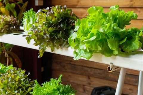 10 Best Plants for Hydroponic Gardens