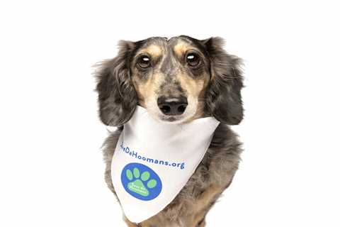 Save Da Hoomans: A project months in the making