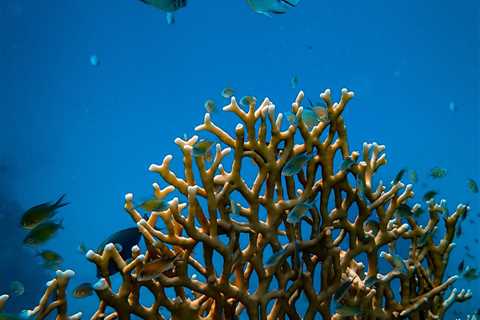 Omega-3 fatty acids and the heart: New evidence, more questions – Harvard