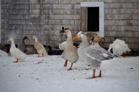 Keeping Geese in Winter: Top 3 Tips