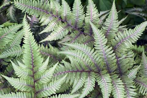 If You Think You Know What a Fern Is, Think Again