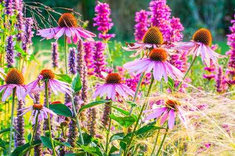 20 Best Perennials That Bloom Year After Year