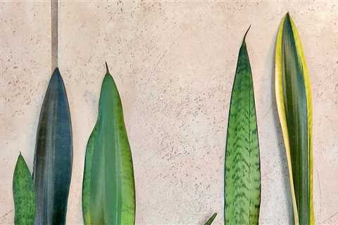 Can This Houseplant Be Saved?
