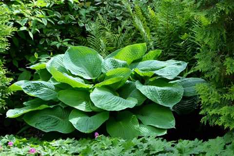 What Regions and Zones are Best for Growing Hostas?