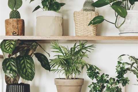 30 Low-Light Indoor Plants That Thrive in Near Darkness