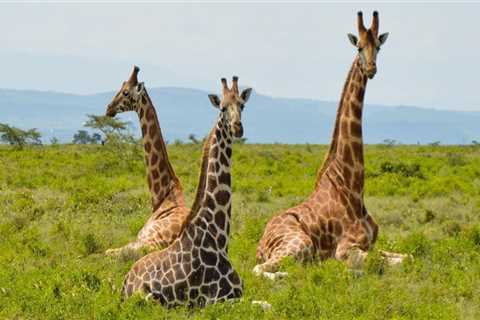 9 Things you Need to Know About Visiting Kenya