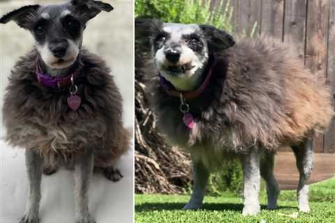 Dog refuses to sit still for trimming and ends up looking like a sheep