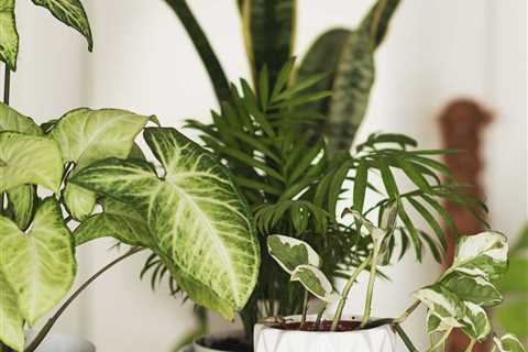 These 8 Houseplants Are Worth a Lot of Money!