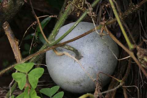 Winter Melon Care – How To Grow And Harvest Wax Gourd
