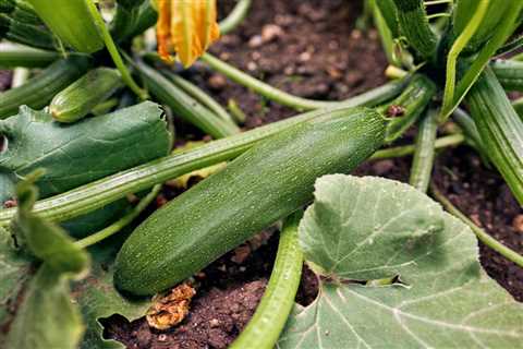 Zucchini Growing Problems – Troubleshooting Zucchini Diseases And Growing Issues