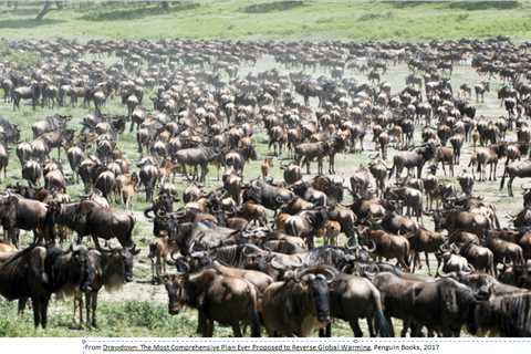 Regenerative Grazing