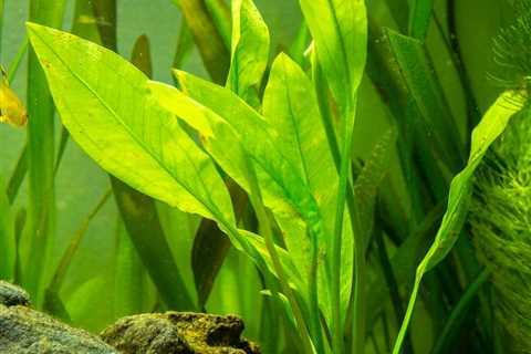 Amazon Sword Care: How To Grow Amazon Sword In An Aquarium