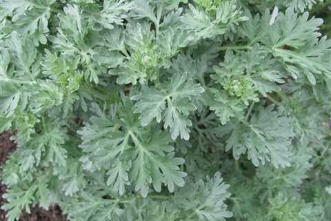 Wormwood Herb – How To Grow, Care For, And Harvest Mugwort