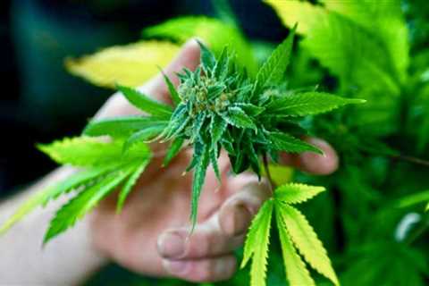 Amazon backs bill to legalize marijuana in US