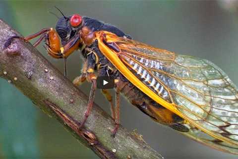 Allergic to seafood? Don't eat swarming cicadas, US warns